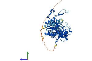 AlphaFold protein structure predicition of Human Recombinant CMAS Protein, UniprotID Q8NFW8