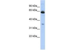 Image no. 1 for anti-Translocase of Outer Mitochondrial Membrane 40 Like (TOMM40L) (AA 107-156) antibody (ABIN6742568) (TOMM40L anticorps  (AA 107-156))