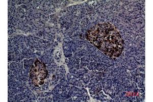 Immunohistochemistry (IHC) analysis of paraffin-embedded Human Pancreas, antibody was diluted at 1:100.