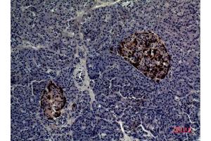 Immunohistochemistry (IHC) analysis of paraffin-embedded Human Pancreas, antibody was diluted at 1:100. (CMTM5 anticorps  (N-Term))
