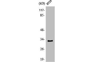 Western Blot analysis of HuvEc cells using Olfactory receptor 1S1/2 Polyclonal Antibody