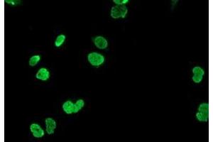 Anti-HOXC11 mouse monoclonal antibody (ABIN2454334) immunofluorescent staining of COS7 cells transiently transfected by pCMV6-ENTRY HOXC11 (RC201475). (HOXC11 anticorps)