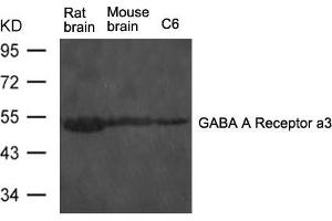 Western blot analysis of extract from rat brain and mouse brain tissue and C6 cells using GABA A Receptor a3 Antibody (GABRA3 anticorps)