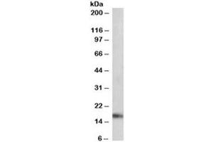 Western blot testing of mouse heart lysate with ANF antibody at 0. (HESX Homeobox 1 anticorps)