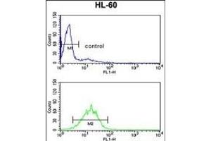 DDX17 Antibody (N-term) (ABIN653270 and ABIN2842787) flow cytometry analysis of HL-60 cells (bottom histogram) compared to a negative control cell (top histogram).