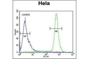 Flow Cytometric analysis of Hela cells using HS3ST2 Antibody (C-term) Cat. (HS3ST2 anticorps  (C-Term))