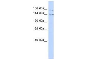 Image no. 1 for anti-Bromodomain Adjacent To Zinc Finger Domain, 1B (BAZ1B) (C-Term) antibody (ABIN6742876) (BAZ1B anticorps  (C-Term))