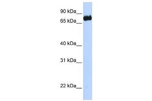 Western Blotting (WB) image for anti-Leucine-Rich Repeats and Calponin Homology (CH) Domain Containing 4 (LRCH4) antibody (ABIN2458925) (LRCH4 anticorps)