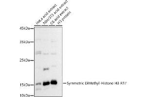Western blot analysis of extracts of various cell lines, using Symmetric DiMethyl-Histone H3-R17 antibody (ABIN3017470, ABIN3017471, ABIN3017472 and ABIN6220102) at 1:500 dilution.