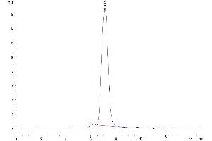 The purity of Cynomolgus B7-2 is greater than 95 % as determined by SEC-HPLC.