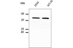 Western Blotting (WB) image for anti-Glyceraldehyde-3-Phosphate Dehydrogenase (GAPDH) (C-Term) antibody (ABIN1440016)