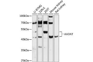 Western blot analysis of extracts of various cell lines, using AADAT antibody (ABIN6127317, ABIN6136314, ABIN6136316 and ABIN6216949) at 1:3000 dilution. (AADAT anticorps  (AA 34-429))