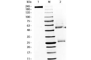 SDS-PAGE of Rat Gamma Globulin.