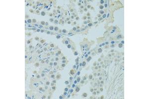Immunohistochemistry of paraffin-embedded mouse testis using PSIP1 antibody (ABIN6290727) at dilution of 1:100 (40x lens). (PSIP1 anticorps)