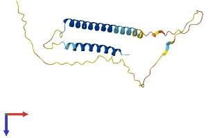 AlphaFold protein structure predicition of Human Recombinant BAP18 Protein, UniprotID Q8IXM2