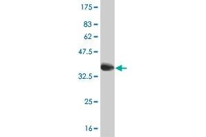 Western Blot detection against Immunogen (36.