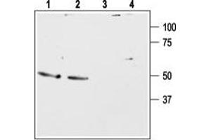 Western blot analysis of rat (lanes 1 and 3) and mouse (lanes 2 and 4) brain lysates: - 1,2.