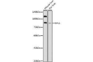 Western blot analysis of extracts of various cell lines, using UFL1 antibody (ABIN7271213) at 1:1000 dilution. (UFL1 anticorps)