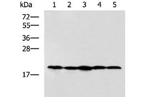 Western blot analysis of Jurkat NIH/3T3 Raji 231 and A172 cell lysates using RPS11 Polyclonal Antibody at dilution of 1:700 (RPS11 anticorps)
