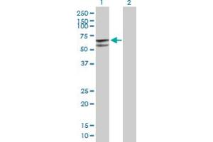 Western Blot analysis of GLUD2 expression in transfected 293T cell line by GLUD2 MaxPab polyclonal antibody. (GLUD2 anticorps  (AA 1-558))