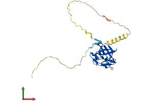 AlphaFold protein structure predicition of Mouse Recombinant Fgf12 Protein, UniprotID P61329