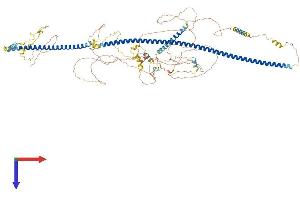 AlphaFold protein structure predicition of Mouse Recombinant Trak1 Protein, UniprotID Q6PD31