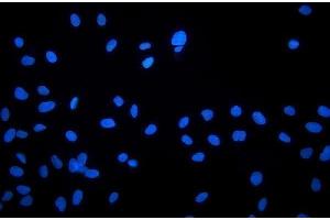IF analysis of NHEJ1 using anti-NHEJ1 antibody (ABIN7599198). (NHEJ1 anticorps  (AA 1-273))