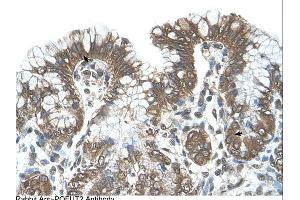 Immunohistochemistry (IHC) image for anti-Protein O-Fucosyltransferase 2 (POFUT2) (C-Term) antibody (ABIN310737) (POFUT2 anticorps  (C-Term))