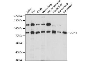 Western blot analysis of extracts of various cell lines, using USP44 antibody (ABIN6292575) at 1:1000 dilution.