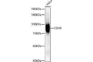 Western blot analysis of extracts of HeLa cells, using CD44 antibody  at 1:1000 dilution. (CD44 anticorps)