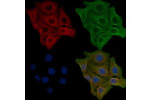ABIN6259423 and ABIN6276212 staining Hela cells by IF/ICC. (RXFP2 anticorps  (N-Term))