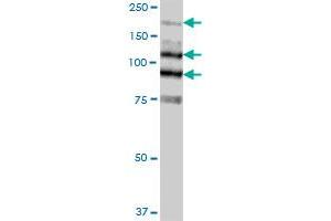 MYLK MaxPab polyclonal antibody. (MYLK anticorps  (AA 1-992))