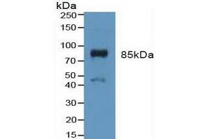 Western blot analysis of Mouse Placenta Tissue. (FGFR3 anticorps  (AA 166-375))