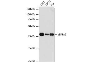 Western blot analysis of extracts of various cell lines, using eEF1 antibody (7857) at 1:1000 dilution. (eEF1A1 anticorps  (AA 123-462))