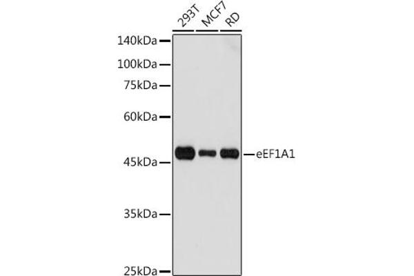 eEF1A1 抗体  (AA 123-462)