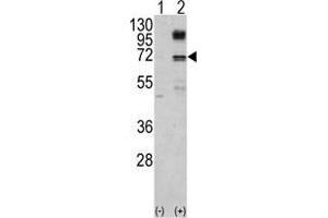 Western blot analysis of NFE2L2 (arrow) using NFE2L2 Antibody . (NRF2 anticorps  (Ser40))