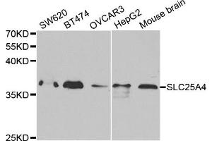 Western Blotting (WB) image for anti-Solute Carrier Family 25 (Mitochondrial Carrier, Adenine Nucleotide Translocator), Member 4 (SLC25A4) antibody (ABIN1874820) (SLC25A4 anticorps)