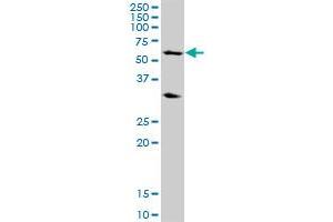 POLR3C MaxPab polyclonal antibody.