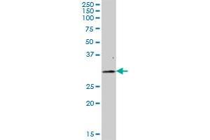 FAHD2A MaxPab polyclonal antibody.