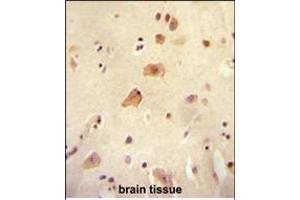 RICH2 antibody (C-term) (ABIN654613 and ABIN2844313) immunohistochemistry analysis in formalin fixed and paraffin embedded human brain tissue followed by peroxidase conjugation of the secondary antibody and DAB staining.