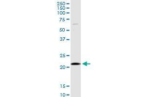SELS MaxPab rabbit polyclonal antibody. (Selenoprotein S anticorps  (AA 1-187))