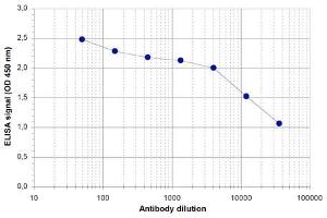 anti-Zinc Finger and BTB Domain Containing 38 (ZBTB38) (C-Term) antibody