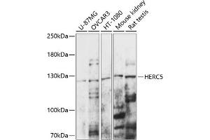 Western blot analysis of extracts of various cell lines, using HERC5 antibody (ABIN7267596) at 1:1000 dilution.