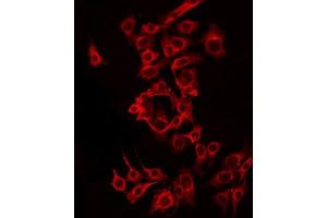 ABIN6275590 staining MCF7 by IF/ICC. (SLC24A6 anticorps  (C-Term))