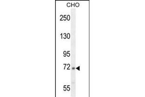 C2 Antibody (N-term) (ABIN654619 and ABIN2844317) western blot analysis in CHO cell line lysates (35 μg/lane). (Complement C2 anticorps  (N-Term))