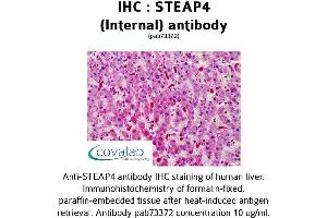 Image no. 1 for anti-STEAP Family Member 4 (STEAP4) (Internal Region) antibody (ABIN1739713) (STEAP4 anticorps  (Internal Region))