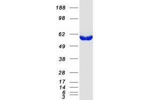Validation with Western Blot