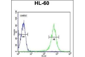EYA4 Antibody (C-term) (ABIN653278 and ABIN2842794) flow cytometry analysis of HL-60 cells (bottom histogram) compared to a negative control cell (top histogram). (EYA4 anticorps  (C-Term))