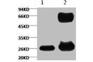 1) Input (control) 2) IP products, antibody dilution 1:200 (GFP anticorps)