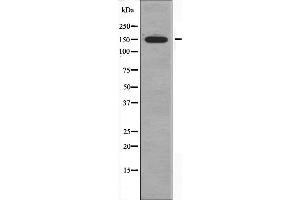 Western blot analysis of extracts from K562 cells using CAF1A antibody. (CHAF1A anticorps  (Internal Region))